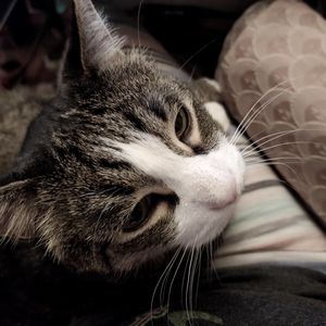 Meet the Master kitty